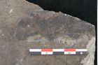 Foto (Detailansicht) von Diospyros sp. (NHMW-GEO-2024-0188-8062b)